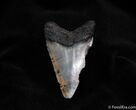 Inch South Carolina Megalodon Tooth #145-1